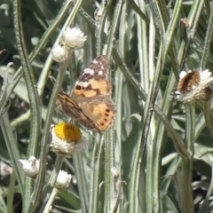 Vanessa kershawi at Molonglo Valley, ACT - 3 Dec 2015 10:43 AM