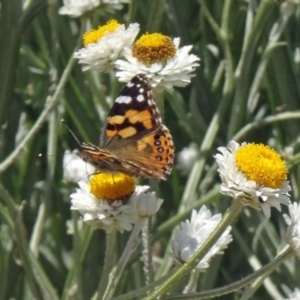 Vanessa kershawi at Molonglo Valley, ACT - 3 Dec 2015 10:43 AM