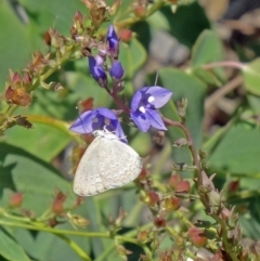 Zizina otis (Common Grass-Blue) at Molonglo Valley, ACT - 3 Dec 2015 by galah681