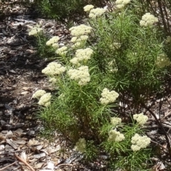 Cassinia longifolia (Shiny Cassinia, Cauliflower Bush) at Molonglo Valley, ACT - 3 Dec 2015 by galah681