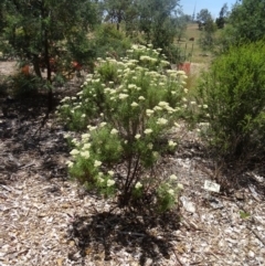 Cassinia longifolia at Molonglo Valley, ACT - 3 Dec 2015 10:53 AM