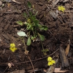 Goodenia paradoxa (Spur Goodenia) at Molonglo Valley, ACT - 3 Dec 2015 by galah681