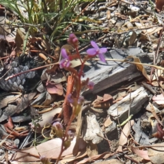 Stylidium graminifolium (Grass Triggerplant) at Sth Tablelands Ecosystem Park - 2 Dec 2015 by galah681