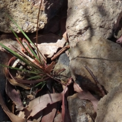 Stylidium graminifolium at Molonglo Valley, ACT - 3 Dec 2015