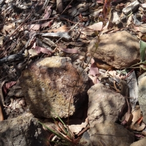 Stylidium graminifolium at Molonglo Valley, ACT - 3 Dec 2015