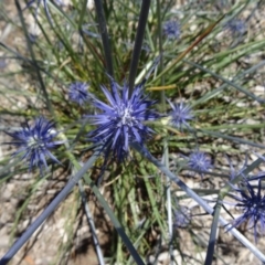 Eryngium ovinum (Blue Devil) at Molonglo Valley, ACT - 3 Dec 2015 by galah681