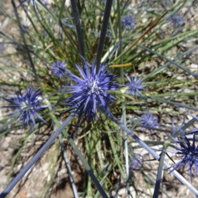 Eryngium ovinum (Blue Devil) at Molonglo Valley, ACT - 2 Dec 2015 by galah681