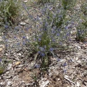 Eryngium ovinum at Molonglo Valley, ACT - 3 Dec 2015 10:55 AM