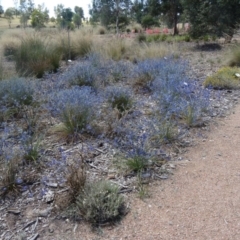 Eryngium ovinum at Molonglo Valley, ACT - 3 Dec 2015 10:55 AM