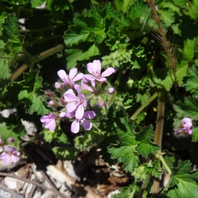 Pelargonium australe (Austral Stork's-bill) at Sth Tablelands Ecosystem Park - 2 Dec 2015 by galah681