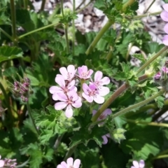 Pelargonium australe at Molonglo Valley, ACT - 3 Dec 2015