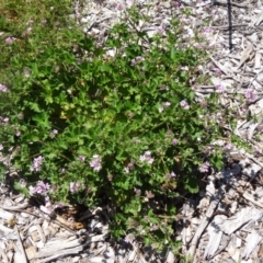 Pelargonium australe at Molonglo Valley, ACT - 3 Dec 2015 10:56 AM