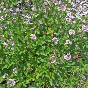 Pelargonium australe at Molonglo Valley, ACT - 3 Dec 2015 10:56 AM