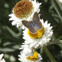 Zizina otis (Common Grass-Blue) at Molonglo Valley, ACT - 2 Dec 2015 by galah681