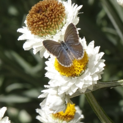 Zizina otis (Common Grass-Blue) at Molonglo Valley, ACT - 3 Dec 2015 by galah681