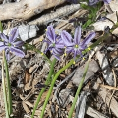 Caesia calliantha (Blue Grass-lily) at Sth Tablelands Ecosystem Park - 29 Nov 2015 by galah681