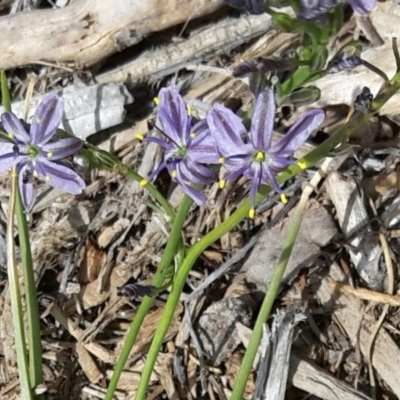 Caesia calliantha (Blue Grass-lily) at Sth Tablelands Ecosystem Park - 29 Nov 2015 by galah681