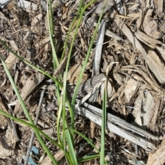 Caesia calliantha at Molonglo Valley, ACT - 29 Nov 2015 02:24 PM