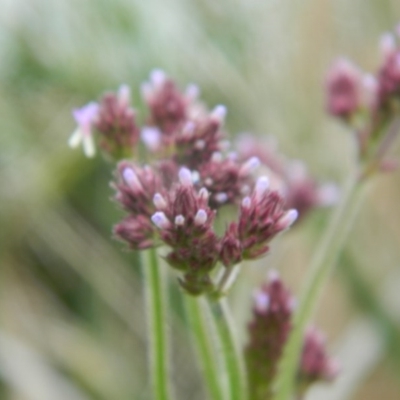 Verbena incompta (Purpletop) at Monash, ACT - 13 Dec 2015 by ArcherCallaway