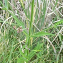 Verbena incompta at Monash, ACT - 13 Dec 2015