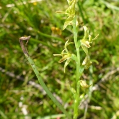 Paraprasophyllum sphacelatum (Large Alpine Leek-orchid) at Rocky Plain, NSW - 12 Dec 2015 by JanetRussell