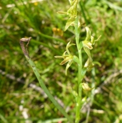 Prasophyllum sphacelatum (Large Alpine Leek-orchid) at Rocky Plain, NSW - 12 Dec 2015 by JanetRussell