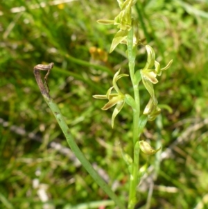 Paraprasophyllum sphacelatum at Rocky Plain, NSW - suppressed