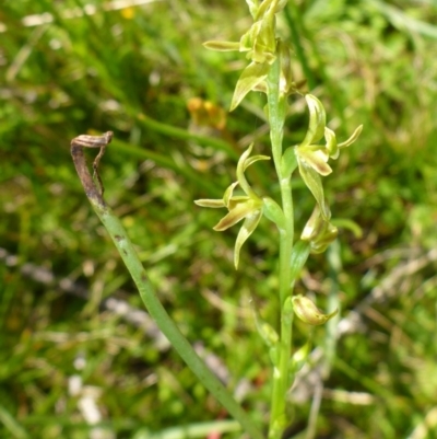 Paraprasophyllum sphacelatum (Large Alpine Leek-orchid) at Rocky Plain, NSW - 12 Dec 2015 by JanetRussell