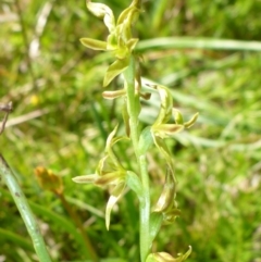 Paraprasophyllum sphacelatum at Rocky Plain, NSW - suppressed