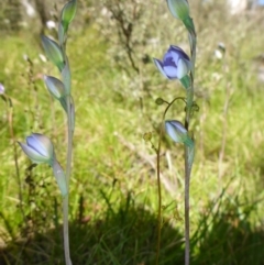 Thelymitra (Genus) (Sun Orchid) at Rocky Plain, NSW - 12 Dec 2015 by JanetRussell