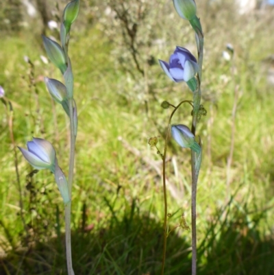 Thelymitra (Genus) (Sun Orchid) at Rocky Plain, NSW - 12 Dec 2015 by JanetRussell