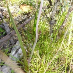 Thelymitra sp. at Rocky Plain, NSW - suppressed