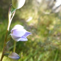 Thelymitra sp. at Rocky Plain, NSW - suppressed