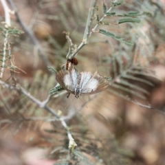 Jalmenus evagoras (Imperial Hairstreak) at Acton, ACT - 13 Dec 2015 by ibaird