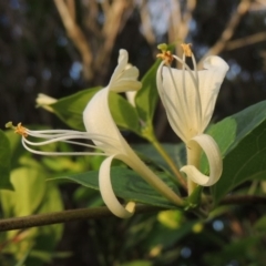 Lonicera japonica (Japanese Honeysuckle) at Gordon, ACT - 28 Oct 2015 by MichaelBedingfield