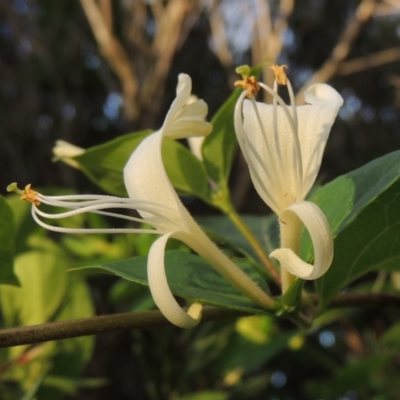 Lonicera japonica (Japanese Honeysuckle) at Gordon, ACT - 28 Oct 2015 by MichaelBedingfield