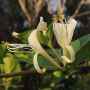 Lonicera japonica at Gordon, ACT - 28 Oct 2015