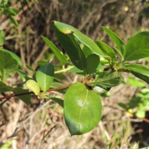 Lonicera japonica at Gordon, ACT - 28 Oct 2015