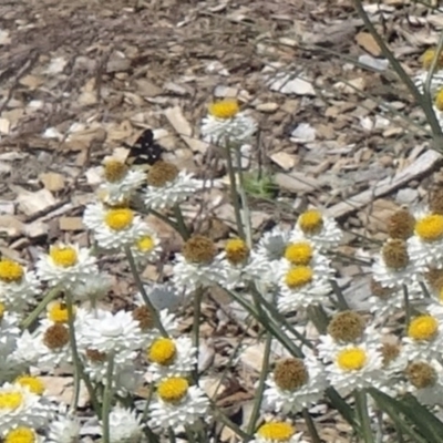 Unverified at Sth Tablelands Ecosystem Park - 3 Dec 2015 by galah681