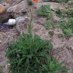 Papaver aculeatum (Bristle Poppy) at Paddys River, ACT - 23 Oct 2015 by galah681