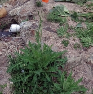 Papaver aculeatum at Paddys River, ACT - 23 Oct 2015