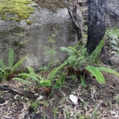 Polystichum proliferum (Mother Shield Fern) at Tidbinbilla Nature Reserve - 6 Nov 2015 by galah681