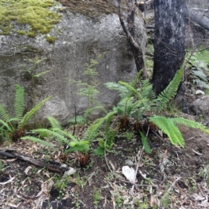 Polystichum proliferum at Paddys River, ACT - 7 Nov 2015