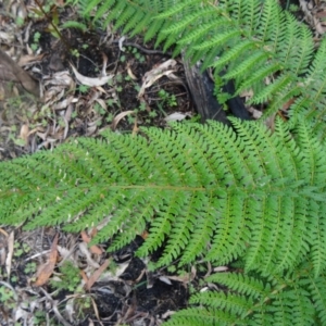 Polystichum proliferum at Paddys River, ACT - 7 Nov 2015