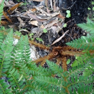 Polystichum proliferum at Paddys River, ACT - 7 Nov 2015 09:56 AM