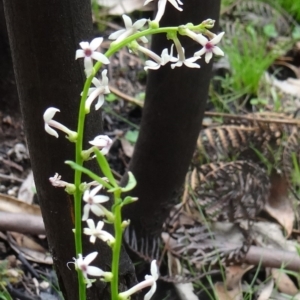 Stackhousia monogyna at Paddys River, ACT - 7 Nov 2015