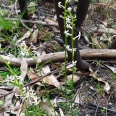 Stackhousia monogyna at Paddys River, ACT - 7 Nov 2015