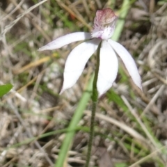 Caladenia moschata (Musky Caps) at Paddys River, ACT - 6 Nov 2015 by galah681