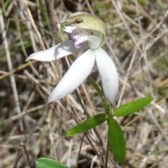 Caladenia moschata at Paddys River, ACT - suppressed