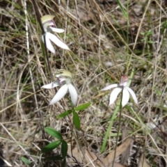 Caladenia moschata at Paddys River, ACT - 7 Nov 2015